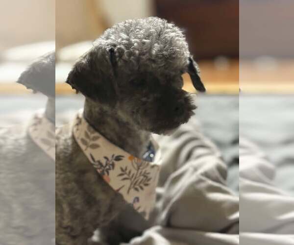 Medium Photo #2 Poodle (Miniature)-Unknown Mix Puppy For Sale in Spring Lake, NC, USA