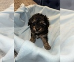 Puppy Puppy 4 King Charles Yorkie