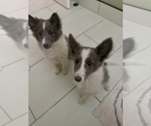 Medium Photo #3 Mutt Puppy For Sale in Newport Beach, CA, USA