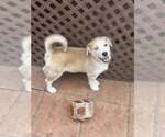 Small #9 Siberian Husky Mix