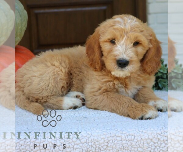 Medium Photo #4 Goldendoodle (Miniature) Puppy For Sale in PARADISE, PA, USA