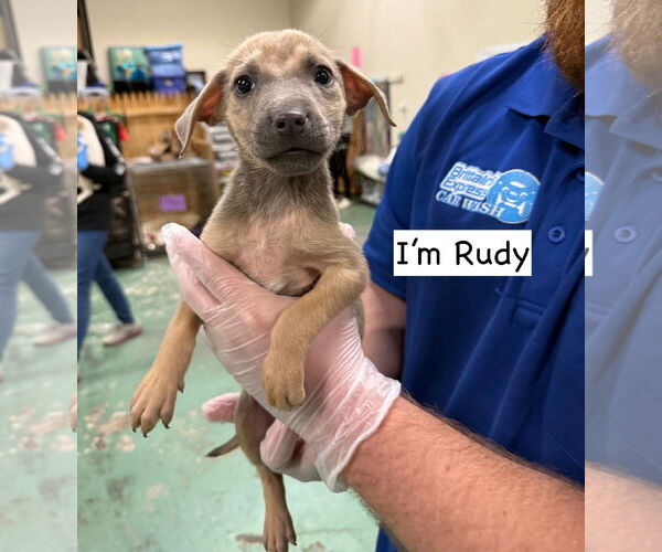 Medium Photo #10 Mutt Puppy For Sale in GILBERTS, IL, USA