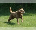 Small Photo #1 Chesapeake Bay Retriever Puppy For Sale in SCOTTSVILLE, KY, USA