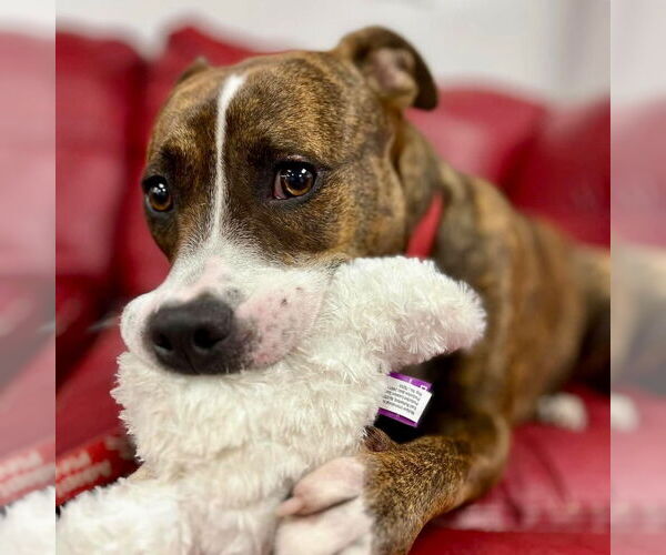 Medium Photo #9 Mutt Puppy For Sale in Canton, CT, USA