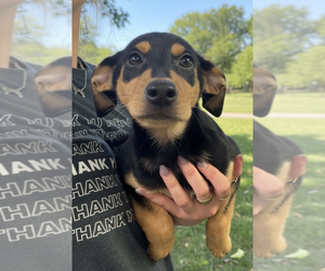 Mutt Dogs for adoption in Elmsford, NY, USA