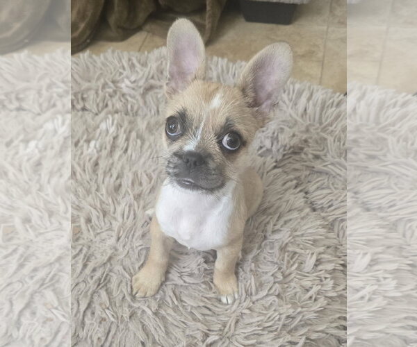 Medium Photo #1 French Tzu Puppy For Sale in Davis, CA, USA