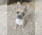 Small French Tzu