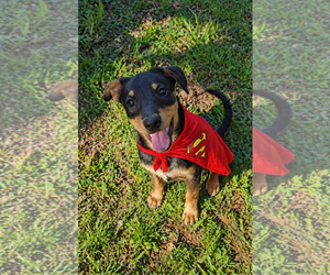 Borador Dogs for adoption in Mt. Laurel, NJ, USA