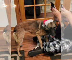 Bela (VA) - Female Mutt Dog for Adoption - Photo #6