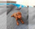 Small Photo #8 Doberman Pinscher Puppy For Sale in GOLDSBORO, NC, USA
