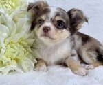 Puppy 1 Chihuahua