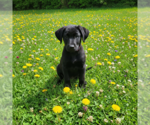 Labrador Retriever-Unknown Mix Dogs for adoption in MIDWAY, UT, USA