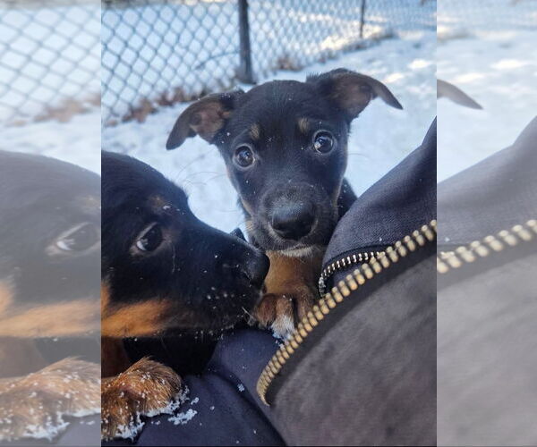 Medium Photo #4 Australian Shepherd-Unknown Mix Puppy For Sale in Garden City, NY, USA