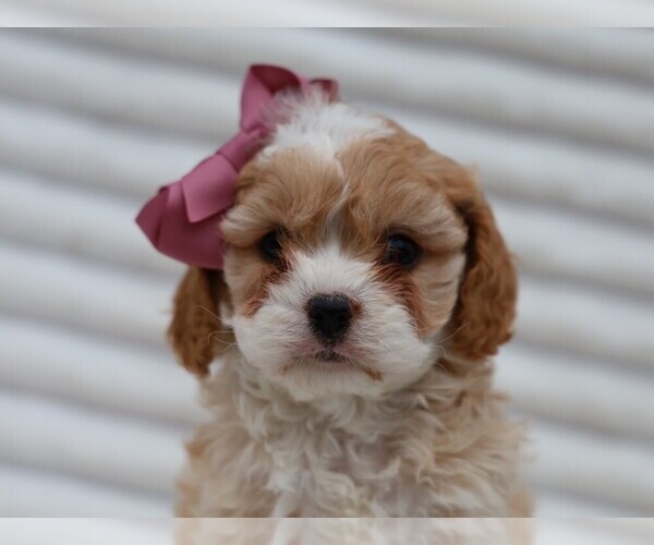 Medium Photo #2 Cavapoo (Miniature) Puppy For Sale in LIBERTY, KY, USA