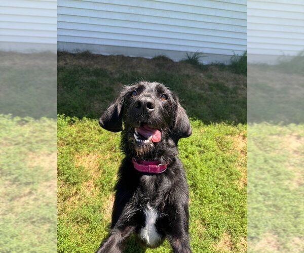 Medium Photo #13 Labrador Retriever-Unknown Mix Puppy For Sale in Muskegon, MI, USA