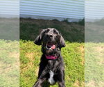 Small #12 Labrador Retriever Mix