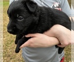 Small #4 German Shepherd Dog