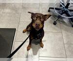 Small Doberman Pinscher Mix