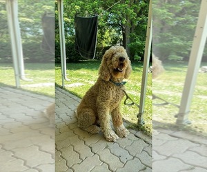 Labradoodle Puppy for sale in HUBER HEIGHTS, OH, USA