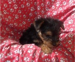 Small #2 Yorkshire Terrier