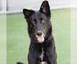 Small #1 German Shepherd Dog