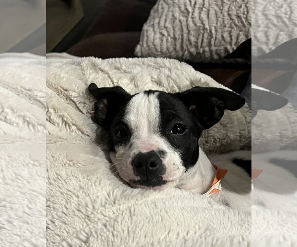 Medium Photo #19 Rat Terrier-Unknown Mix Puppy For Sale in Columbus, IN, USA