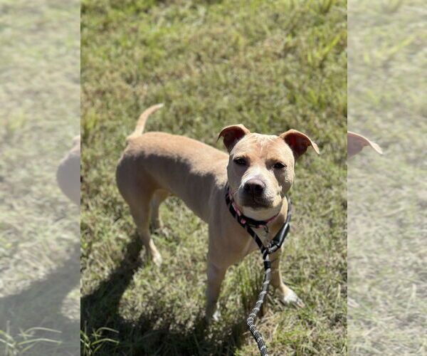 Medium Photo #8 Pointer Puppy For Sale in Sanford, FL, USA