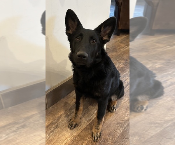 Medium Photo #3 German Shepherd Dog Puppy For Sale in LAKESIDE, MT, USA
