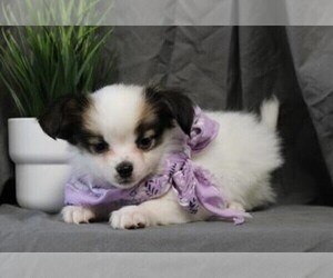 Papillon Puppy for sale in ORO VALLEY, AZ, USA