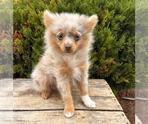 Pomeranian Puppy for sale in MIDDLEBURY, IN, USA