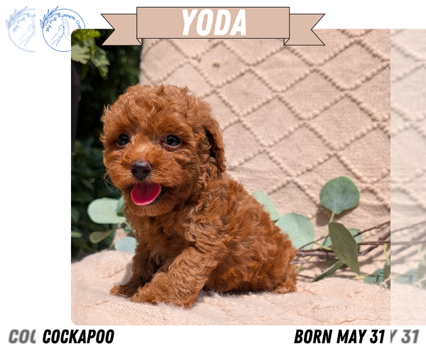Medium Photo #40 Cockapoo Puppy For Sale in GOSHEN, IN, USA