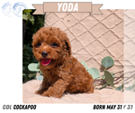 Small Photo #40 Cockapoo Puppy For Sale in GOSHEN, IN, USA