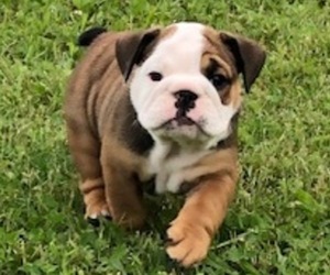 English Bulldog Puppy for sale in GEORGETOWN, KY, USA