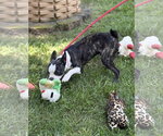 Small #1 Boston Terrier