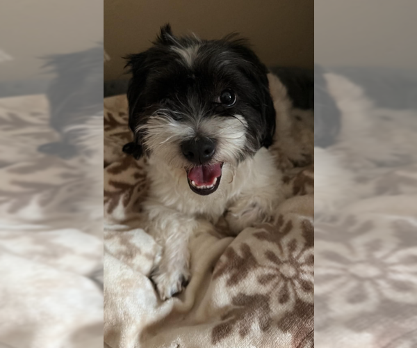 Medium Photo #1 Shih Tzu-Unknown Mix Puppy For Sale in Cranston, RI, USA