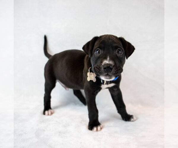 Medium Photo #6 Boxer-Unknown Mix Puppy For Sale in Kennesaw, GA, USA