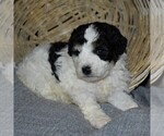 Small Photo #3 Poodle (Miniature) Puppy For Sale in MILLERSBURG, PA, USA