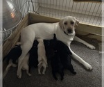 Small Photo #1 Labrador Retriever Puppy For Sale in MONROE, MI, USA