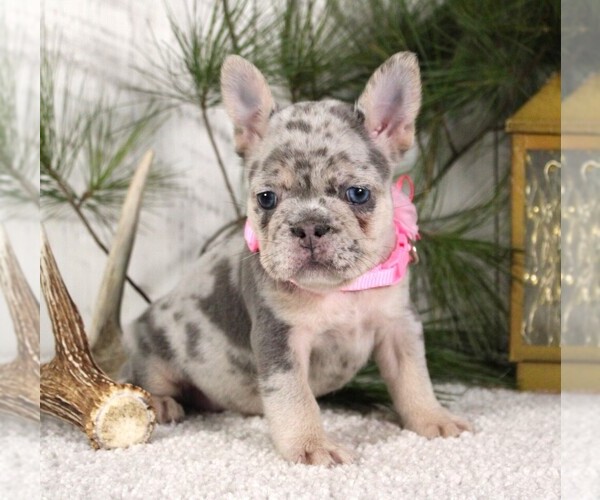 Medium Photo #3 French Bulldog Puppy For Sale in FRESNO, OH, USA