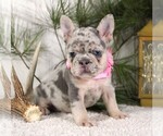 Small #2 French Bulldog