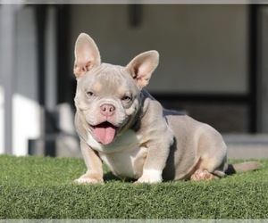 American Bully Puppy for sale in DENVER, CO, USA