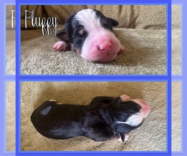 Medium Photo #4 Bernese Mountain Dog Puppy For Sale in MERRILL, MI, USA