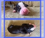 Small #3 Bernese Mountain Dog
