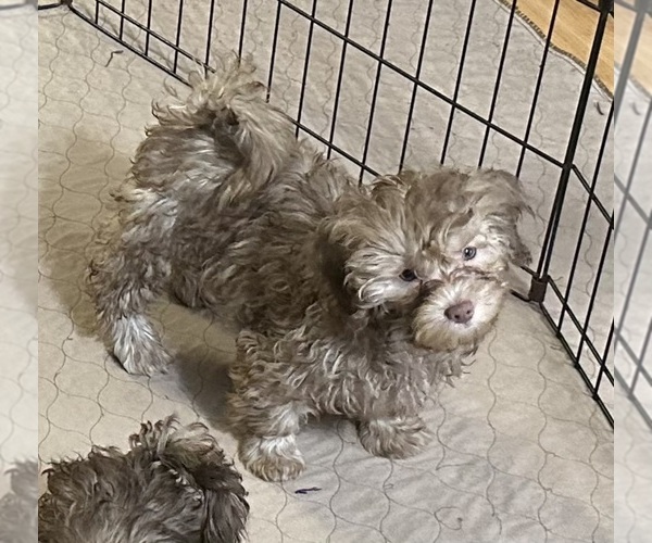 Medium Photo #1 ShihPoo Puppy For Sale in GLOUCESTER, VA, USA