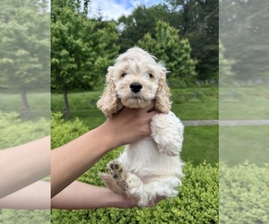 Medium Cockapoo (Miniature)