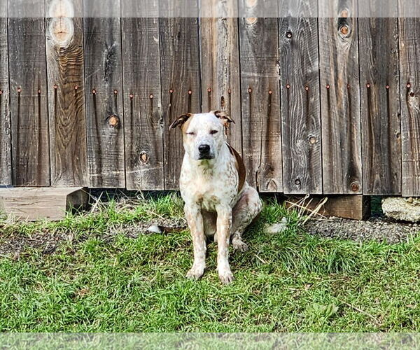 Medium Photo #2 Boston Terrier-Texas Heeler Mix Puppy For Sale in Woodland, CA, USA