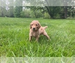 Small Photo #4 Poodle (Standard) Puppy For Sale in BROWNSBURG, IN, USA