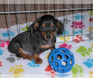 Dachshund Puppy for sale in ORO VALLEY, AZ, USA