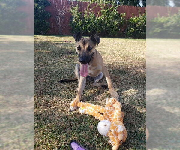 Medium Photo #5 Mutt Puppy For Sale in San Juan Capistrano, CA, USA