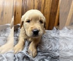Small #1 Golden Retriever